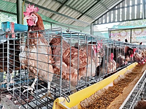 Laying hens in a cage while eating