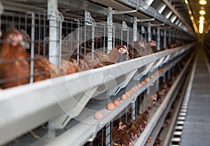 Laying hens on a poultry factory