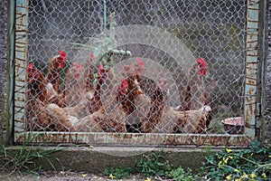 Chickens in the small stable. photo