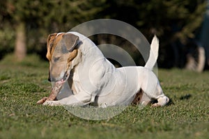 Laying Jack Russel Terrier