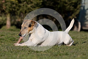 Laying Jack Russel Terrier
