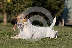 Laying Jack Russel Terrier