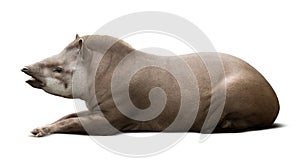 Laying male tapir