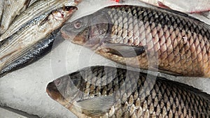 Laying out fresh fish on ice in a grocery store.