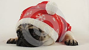 Laying pug with santa costume photo