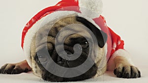 Laying pug with santa costume photo