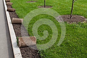 Laying of rolled turf or turf grass along curb. Planting trees and landscaping in the park