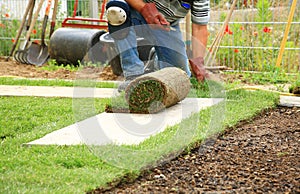 Laying sod for new lawn