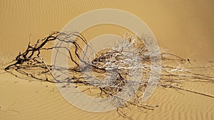 A dry shrub laying on sand of desert