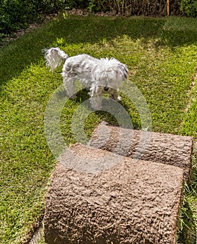 Laying turf in the garden - Havanese in the garden