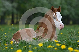 Laying welsh pony foal photo