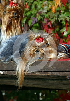 Laying Yorkshire terrier dog