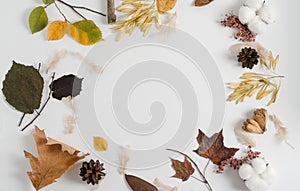 Layout of autumn dry materials of different trees on a white background. Copy space, autumn frame concept