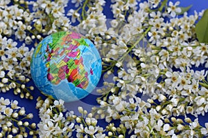 The layout of the earth surrounded by bird cherry flowers lies on a blue background.