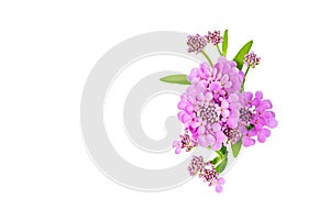 Layout of greeting card, banner for birthday, wedding. beautiful purple flowers of iberia close-up macro on a white background
