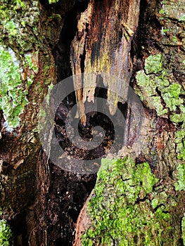 layout, A hollow wooden tree is eaten by termites so that it rots