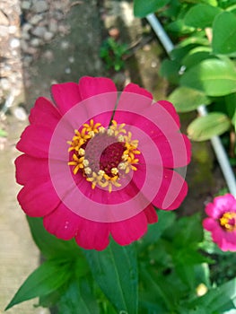 Layout Made of green leaves and purple flower