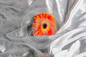 Layout with orange flower on gray textil. Minimal composition