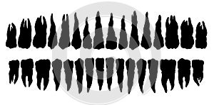 The layout of the teeth. Vector drawing