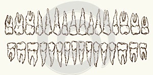 The layout of the teeth. Vector drawing