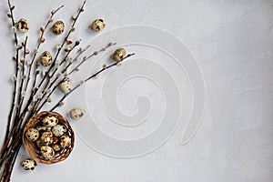 Layout of willow twigs and quail eggs in a nest on a white background, top view. Easter concept