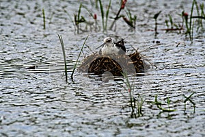 It lays eggs in the field when it is dry, and raises chicks in floating nests when it is flooded.