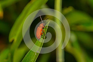 It lays eggs most frequently in Lilium and Fritillaria species