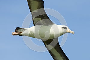 Laysan Albatross