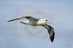 Laysan Albatross