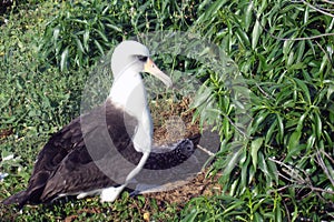 Laysan Albatross with chick in shadow