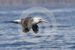 Laysan albatross that flies over the waters