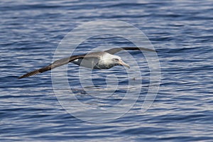 Laysan albatross that flies over the waters
