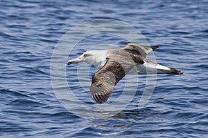 Laysan albatross that hovers over the waters of the Pacific