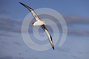 Laysan albatross in Japan