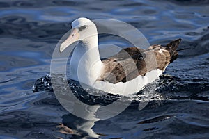 Laysan albatross in Japan