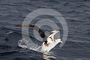 Laysan albatross in Japan