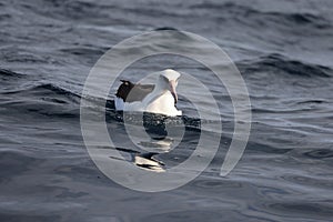 Laysan albatross in Japan