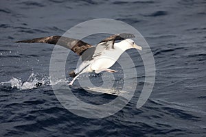 Laysan albatross in Japan