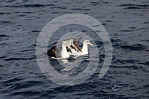 Laysan albatross in Japan