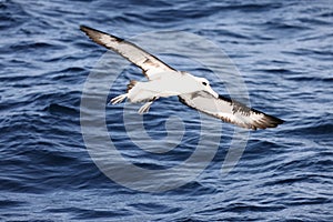 Laysan albatross in Japan