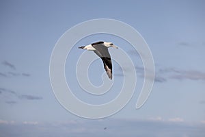 Laysan albatross in Japan