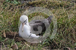 Laysan Albatross Phoebastria immutabilis