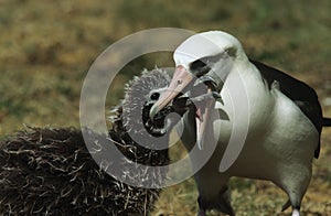 Laysan Albatross (Phoebastria immutabilis) feeding nestling