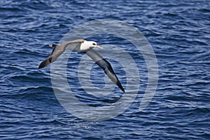 Laysan Albatross, Phoebastria immutabilis gliding over the waves