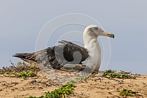 Laysan Albatross Phoebastria immutabilis