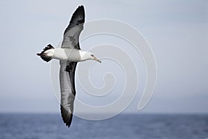 Laysan Albatross, Phoebastria immutabilis wings widespread