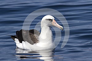 Laysan albatross that sits on the waters of the Pacific