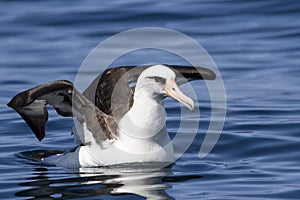 Laysan albatross sitting opened wings on the water