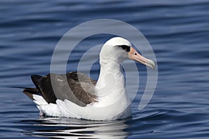 Laysan albatross sitting on the waves near the Commander