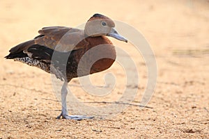 Laysan duck